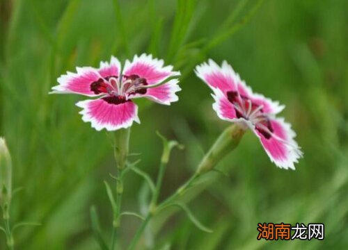 石竹花耐寒能力如何 石竹花冬天在室外能冻死吗