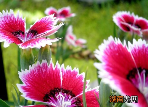 石竹花耐寒能力如何 石竹花冬天在室外能冻死吗