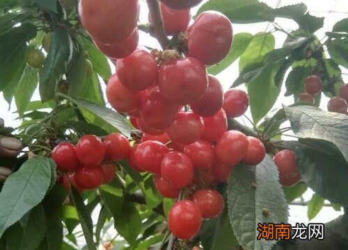 市场上比较畅销的樱桃品种 最好的樱桃苗是什么品种