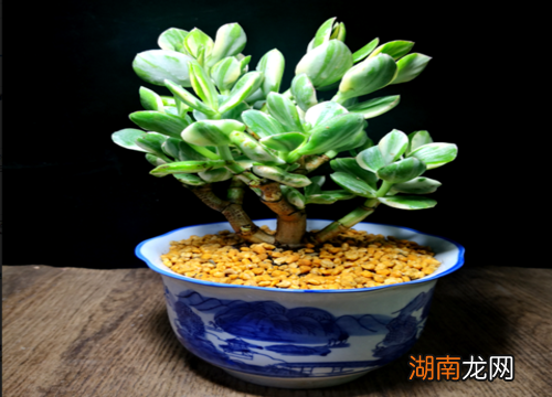 养玉树对人有什么好处和害处 玉树可以放在卧室里养吗