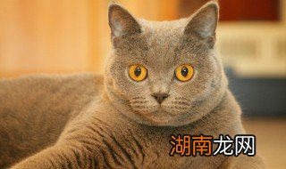 猫薄荷对猫起了什么作用 猫薄荷对猫起的作用