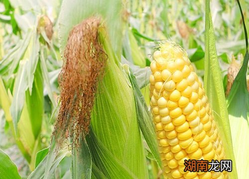 各地玉米种植时间各不相同 玉米播种时间及适宜温度