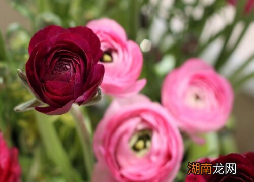 花毛茛什么时候种最好 花毛茛12月可以种吗