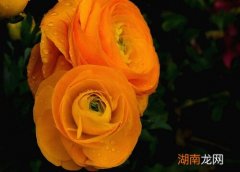 花毛茛什么时候种最好 花毛茛12月可以种吗
