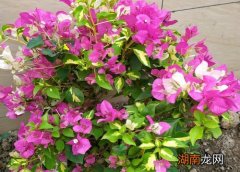 公认好养的花卉品种推荐 生命力很强好养活的花