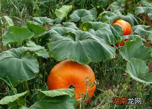 南瓜的寓意象征着什么意思