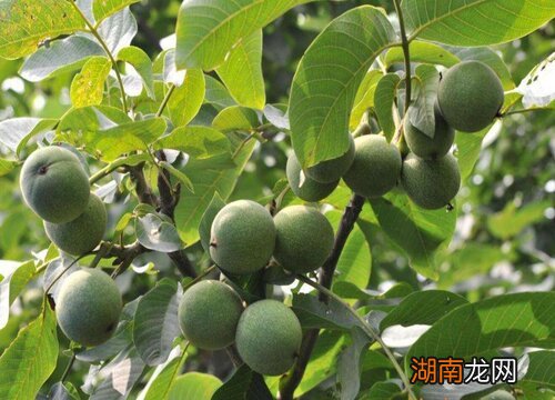 风水上院子里种核桃树吉利吗 院子里种核桃树好吗