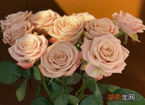 卡布奇诺玫瑰为啥那么贵