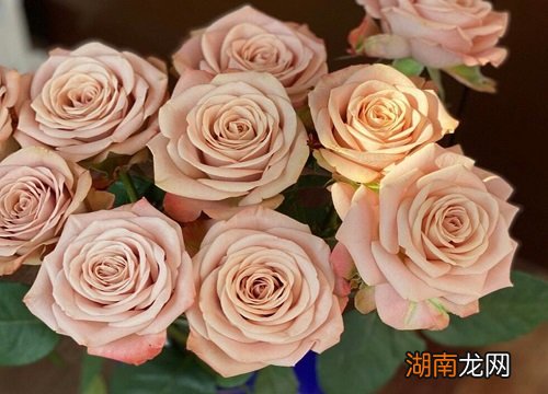 卡布奇诺玫瑰为啥那么贵