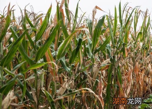 宁玉909玉米品种优势特性 宁玉909玉米种子简介