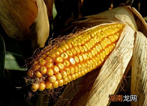 宁玉909玉米品种优势特性 宁玉909玉米种子简介