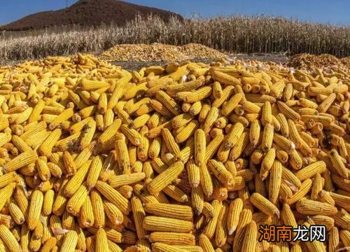 宁玉909玉米品种优势特性 宁玉909玉米种子简介