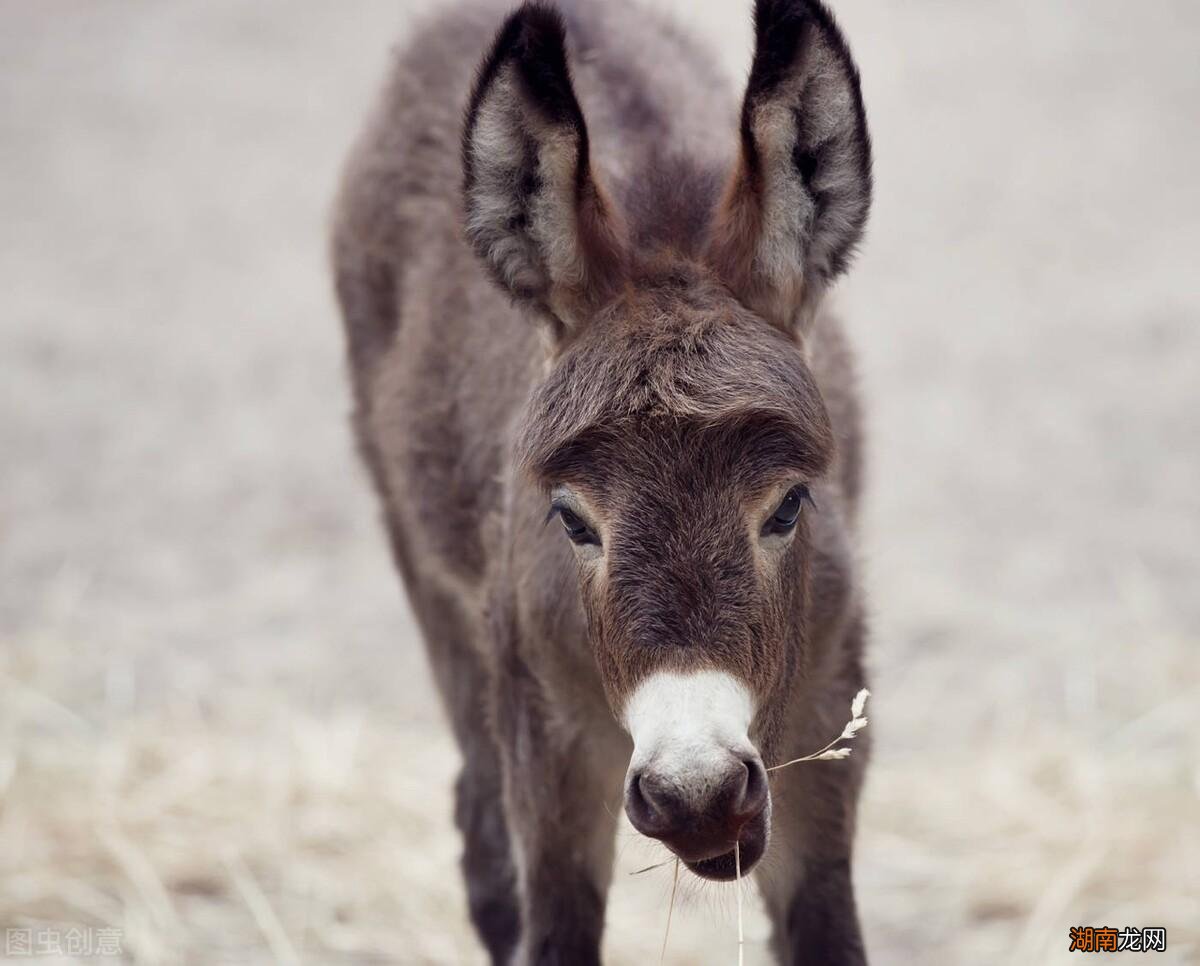 骡子其实有公母之分但无法生育 骡子有公母之分吗?