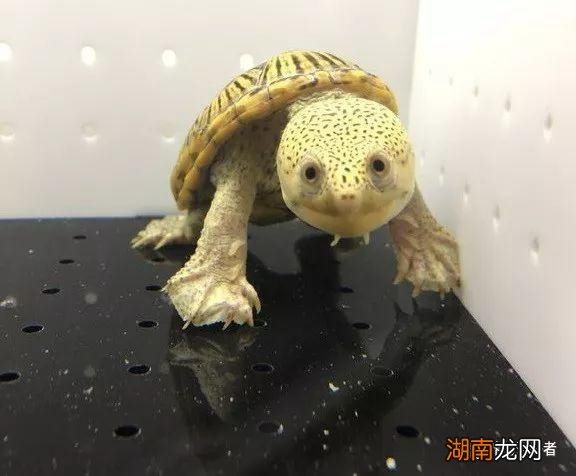 家里养的乌龟叫唤的几种情况 乌龟叫唤是怎么回事