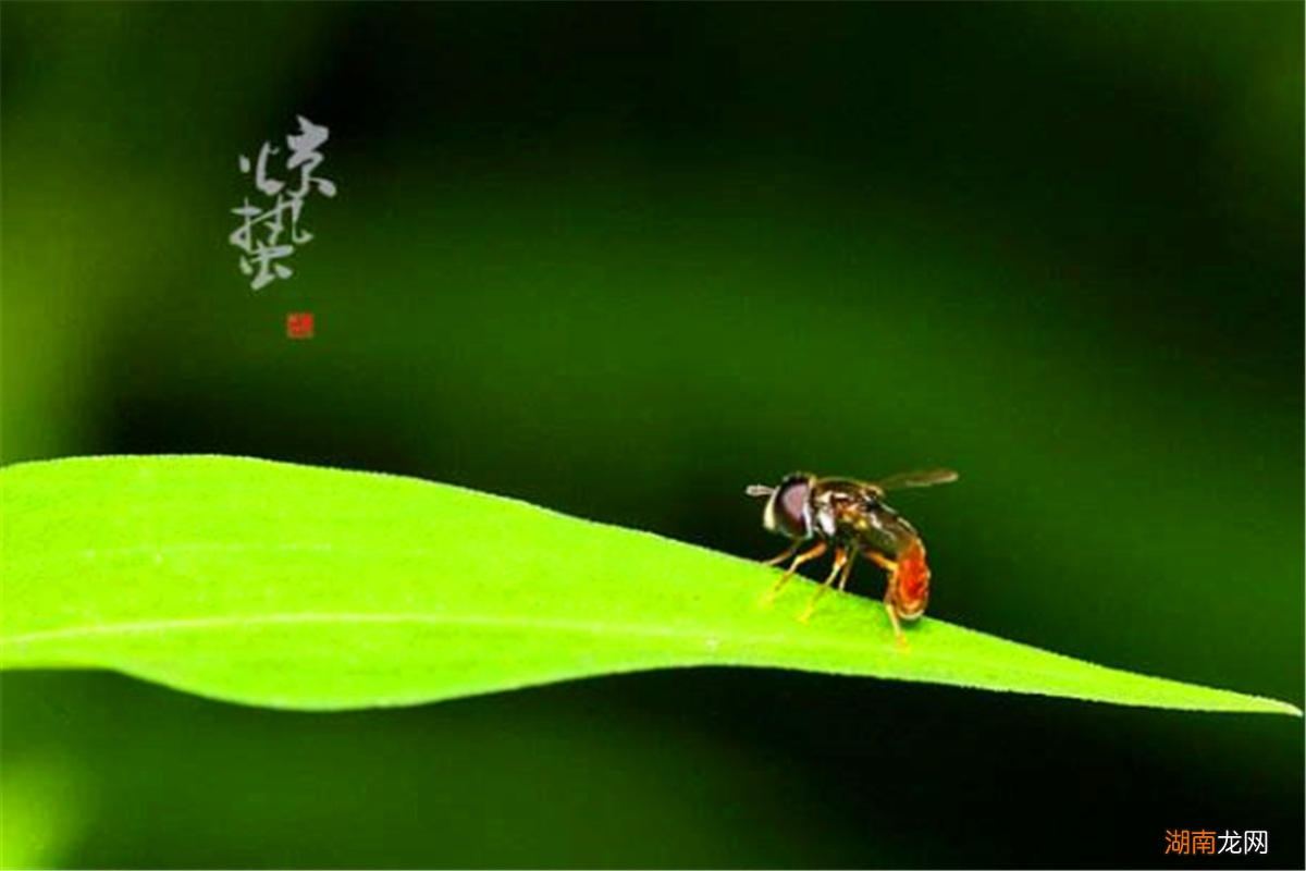 春雷一声响，黄金千万两的说法 春雷的象征意义