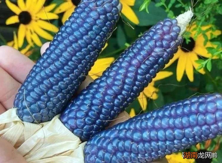 5个优质丰产玉米品种推荐 高产玉米种子排行