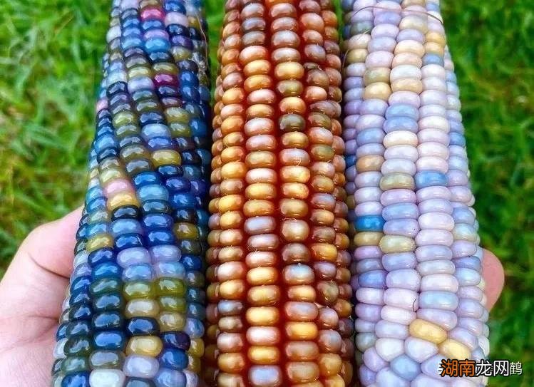 5个优质丰产玉米品种推荐 高产玉米种子排行