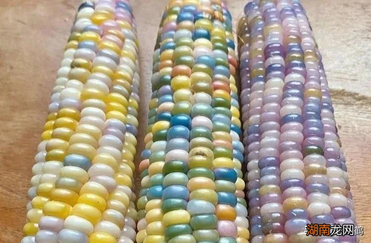 5个优质丰产玉米品种推荐 高产玉米种子排行