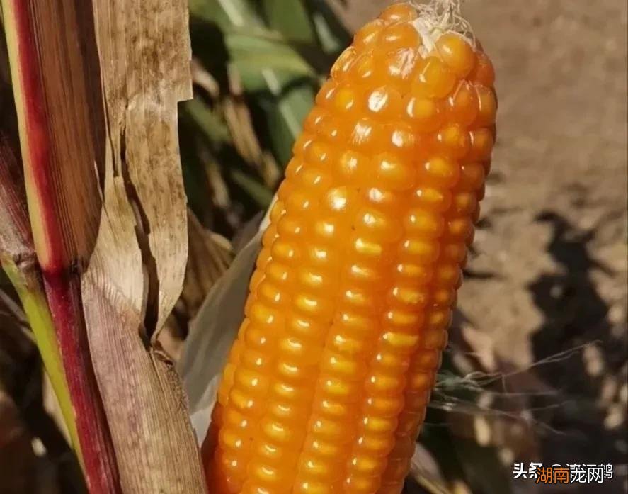5个优质丰产玉米品种推荐 高产玉米种子排行