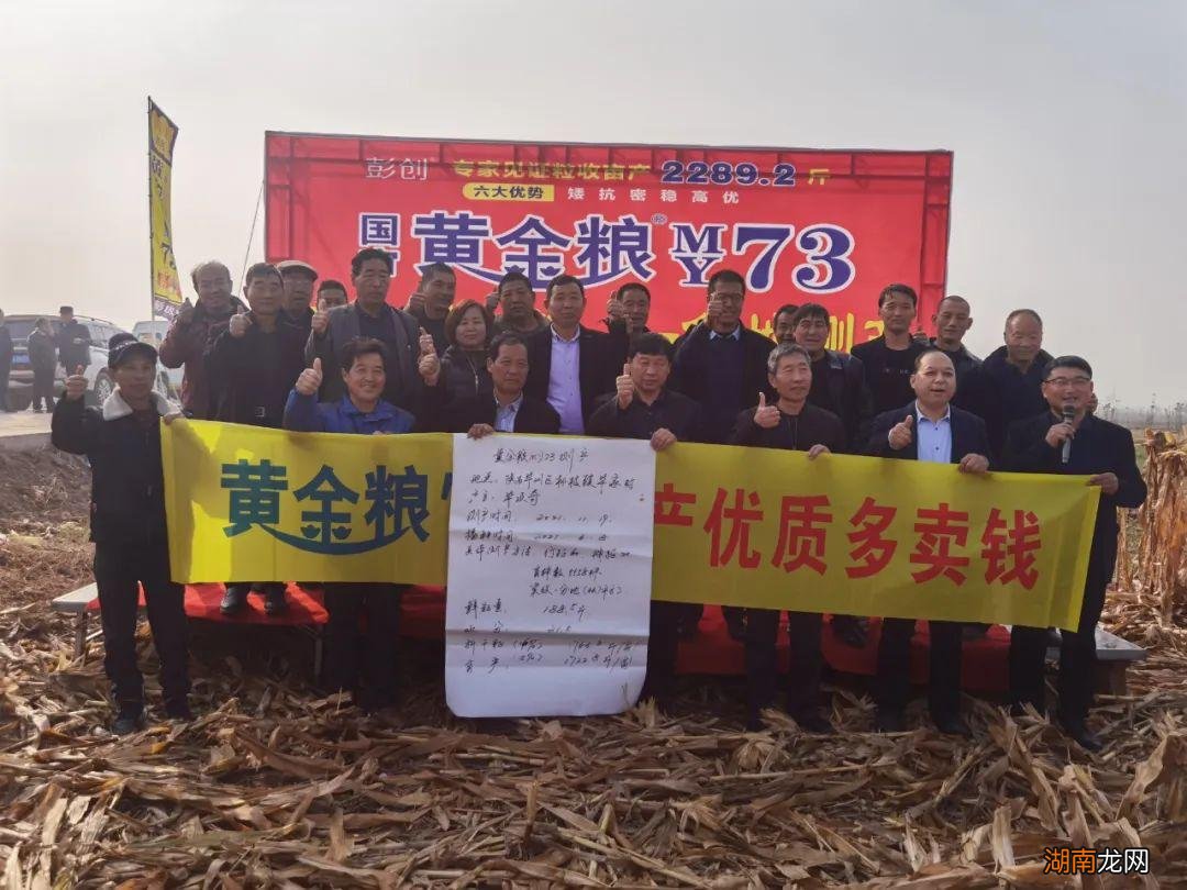 黄金粮MY73特征特性及产量表心啊 黄淮海最好的玉米品种