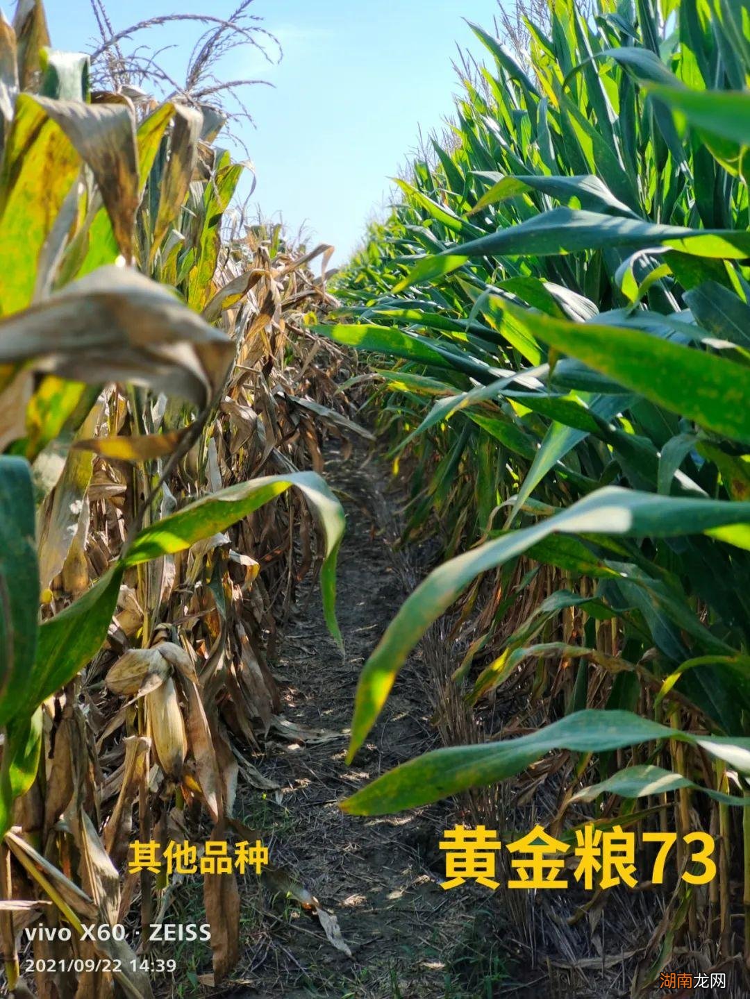 黄金粮MY73特征特性及产量表心啊 黄淮海最好的玉米品种