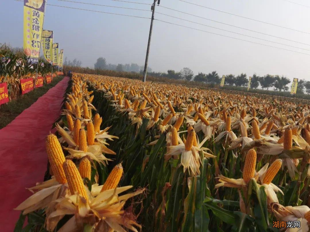 黄金粮MY73特征特性及产量表心啊 黄淮海最好的玉米品种