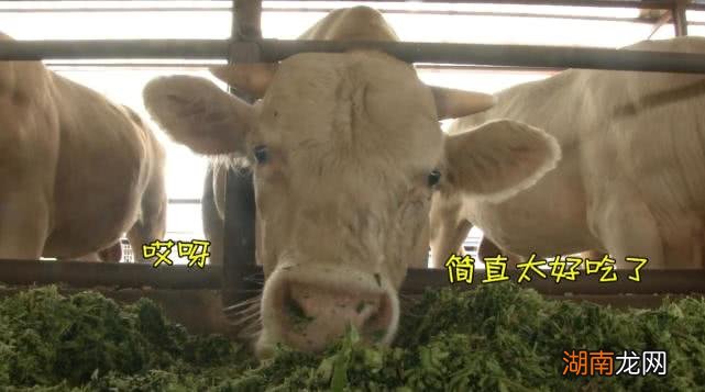 青贮产量达7.2吨每亩 青储玉米一亩地大概能出多少吨