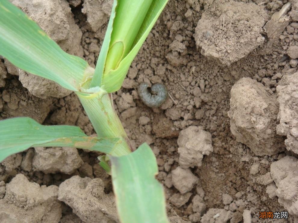 防治玉米虫害的窍门 玉米生虫子了用什么方法去除