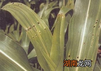 防治玉米虫害的窍门 玉米生虫子了用什么方法去除