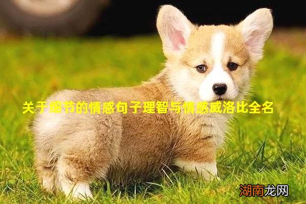 关于细节的情感句子理智与情感威洛比全名