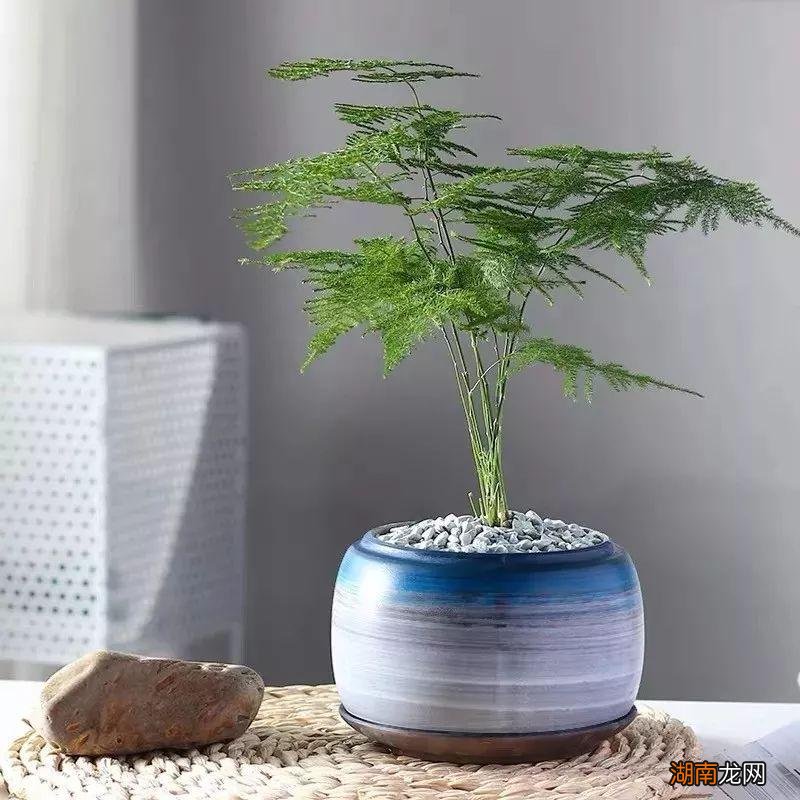 最能代表友情的花卉品种名称及图片 11种友谊之花