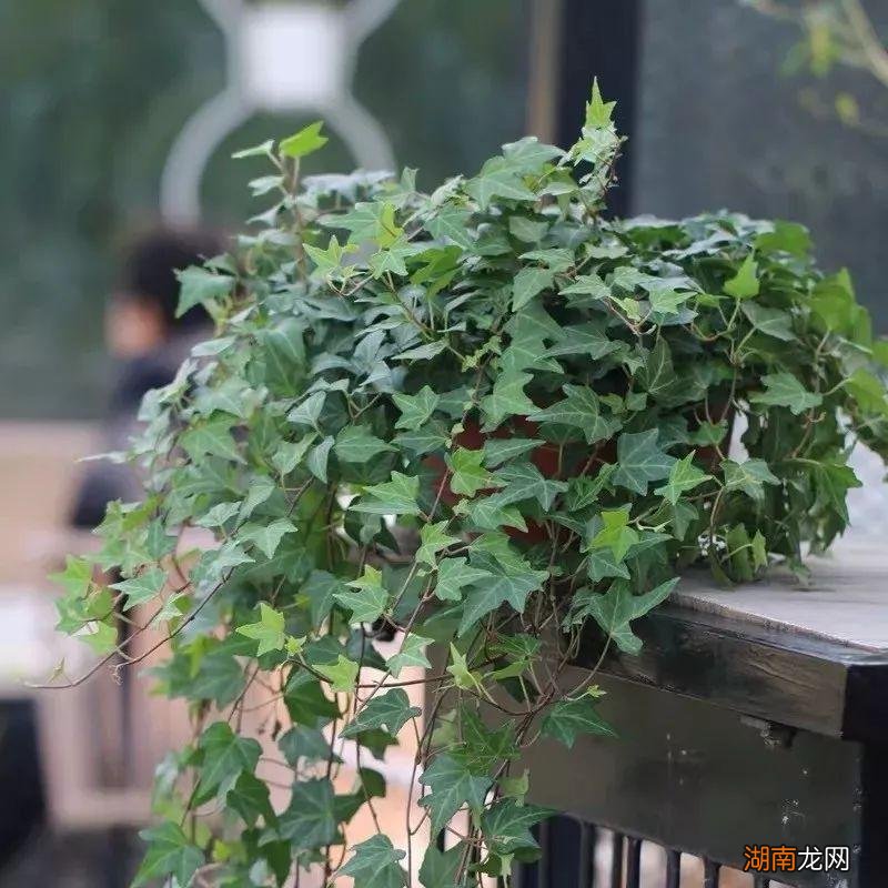 最能代表友情的花卉品种名称及图片 11种友谊之花