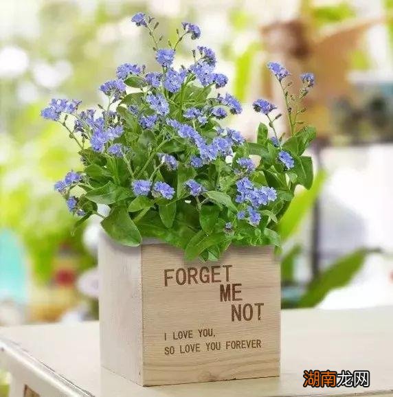 最能代表友情的花卉品种名称及图片 11种友谊之花