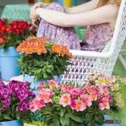 最能代表友情的花卉品种名称及图片 11种友谊之花