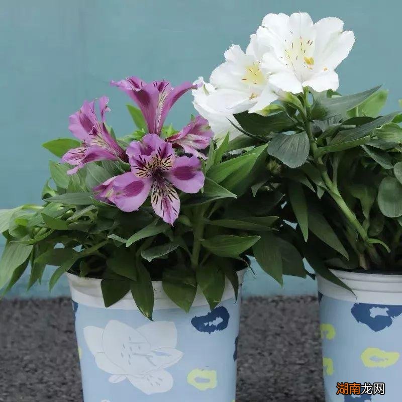 最能代表友情的花卉品种名称及图片 11种友谊之花