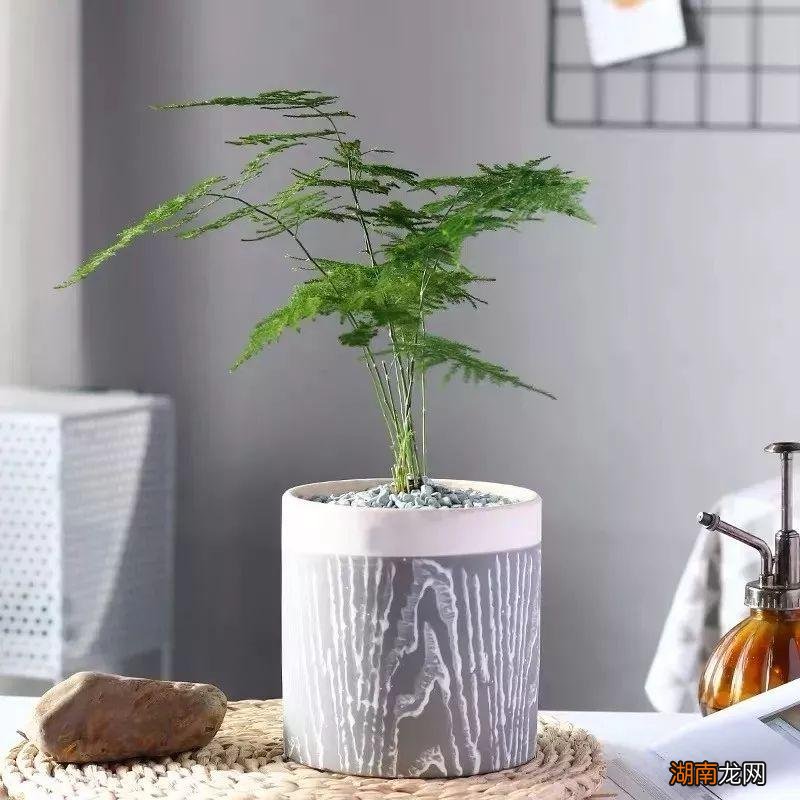 最能代表友情的花卉品种名称及图片 11种友谊之花