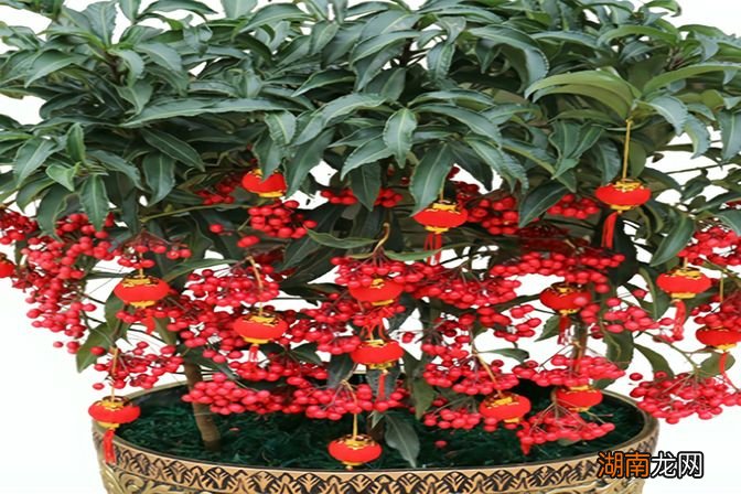发财果红果子的寓意象征意义 发财果红果子摆放有讲究吗