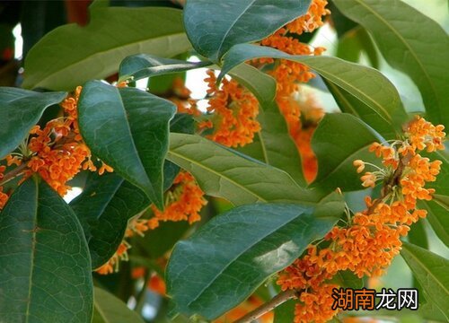 十二生肖中桂花代表什么生肖