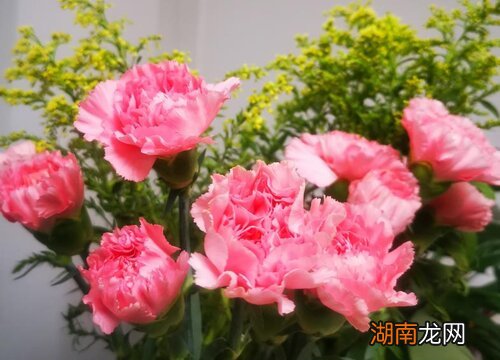 康乃馨的花语寓意介绍 1一100送康乃馨的含义