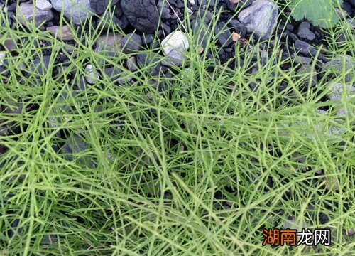 问荆草和节节草有什么区别图片 问荆草就是节节草吗