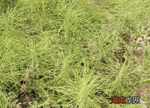 问荆草和节节草有什么区别图片 问荆草就是节节草吗