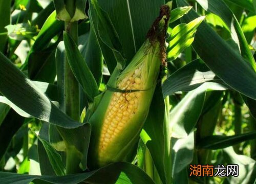 金博士509玉米品种特征特性 金博士509玉米种介绍