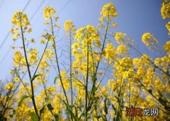 茎生长加粗主要依靠什么 茎是如何加粗生长的原因