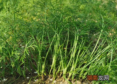 茎生长加粗主要依靠什么 茎是如何加粗生长的原因