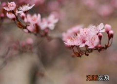 10种代表冬天的植物