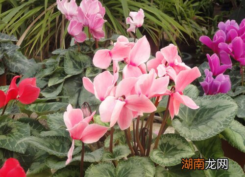 10种代表冬天的植物