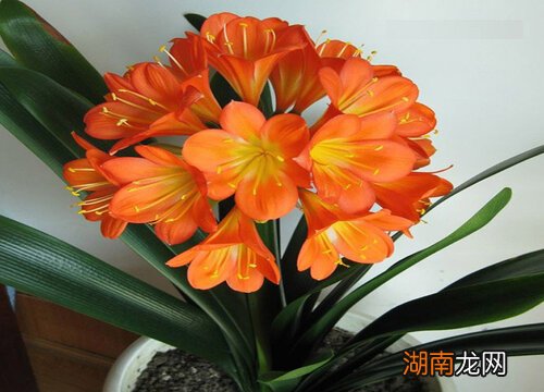 10种代表冬天的植物