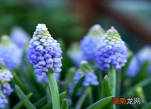 10种代表冬天的植物