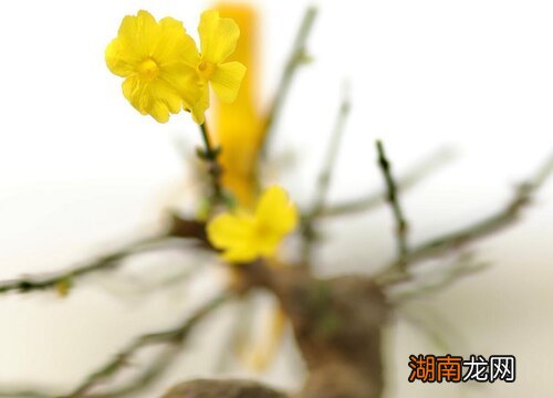 谁开花更好看 虎蹄迎春和三台哪个好养