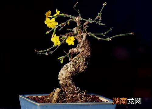 谁开花更好看 虎蹄迎春和三台哪个好养